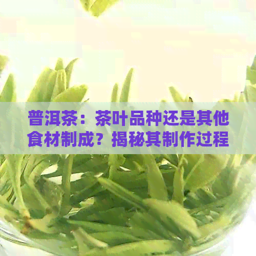 普洱茶：茶叶品种还是其他食材制成？揭秘其制作过程与成分分析