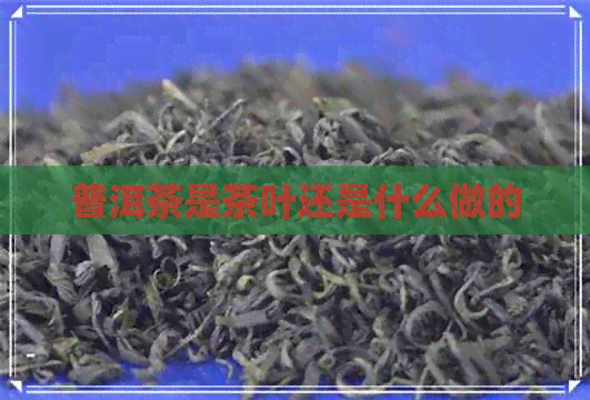 普洱茶是茶叶还是什么做的