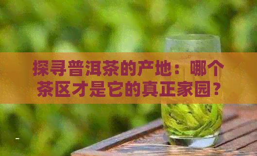 探寻普洱茶的产地：哪个茶区才是它的真正家园？