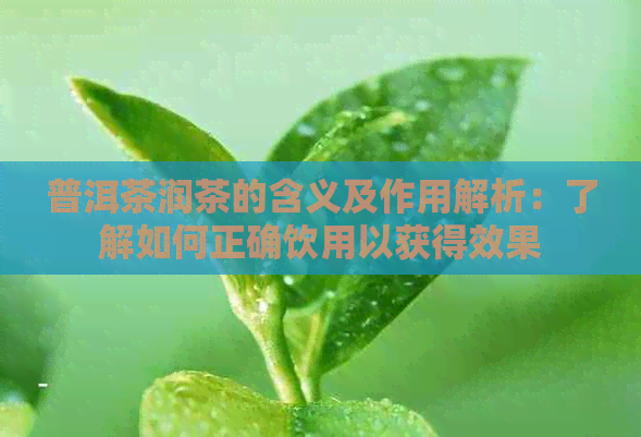 普洱茶润茶的含义及作用解析：了解如何正确饮用以获得效果