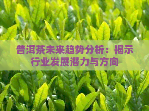 普洱茶未来趋势分析：揭示行业发展潜力与方向