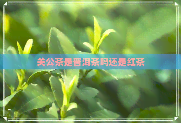 关公茶是普洱茶吗还是红茶