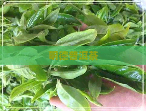 明德普洱茶