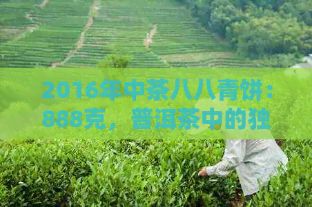 2016年中茶八八青饼：888克，普洱茶中的独特珍品，市场价格分析