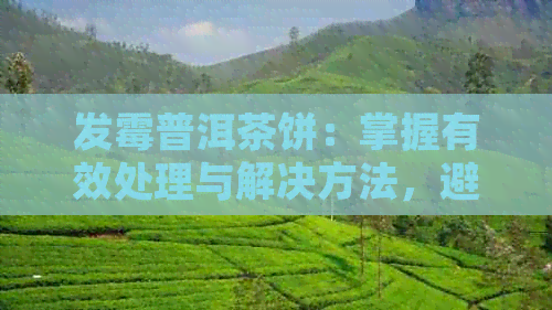 发霉普洱茶饼：掌握有效处理与解决方法，避免浪费好茶