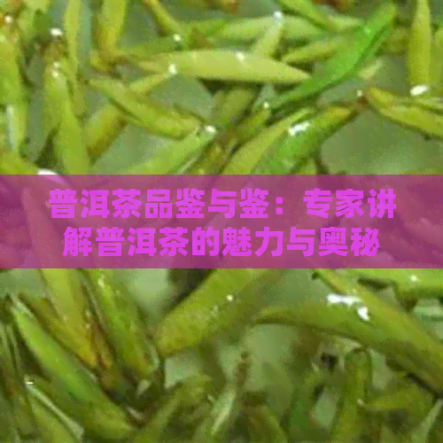 普洱茶品鉴与鉴：专家讲解普洱茶的魅力与奥秘