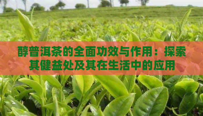 醇普洱茶的全面功效与作用：探索其健益处及其在生活中的应用