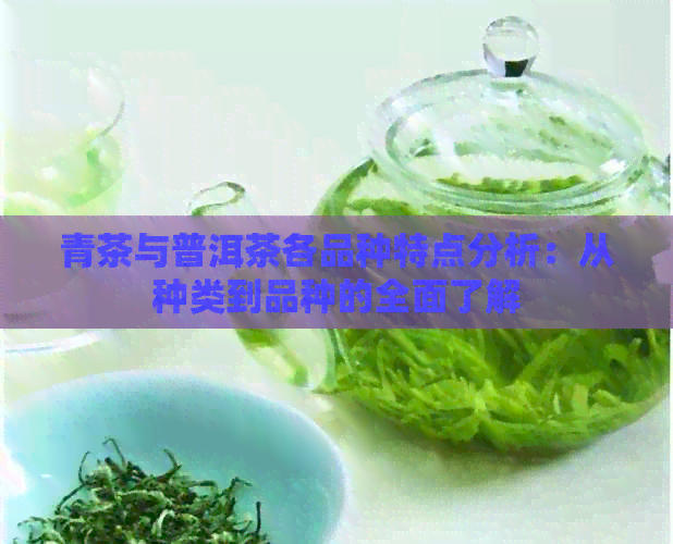 青茶与普洱茶各品种特点分析：从种类到品种的全面了解