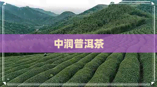 中润普洱茶