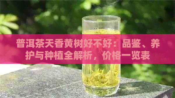 普洱茶天香黄树好不好：品鉴、养护与种植全解析，价格一览表