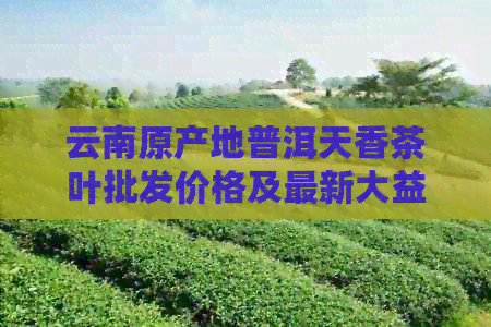 云南原产地普洱天香茶叶批发价格及最新大益香茶信息