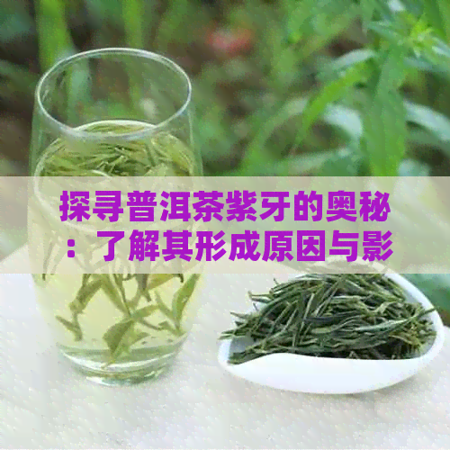 探寻普洱茶紫牙的奥秘：了解其形成原因与影响因素，以及如何鉴别真伪