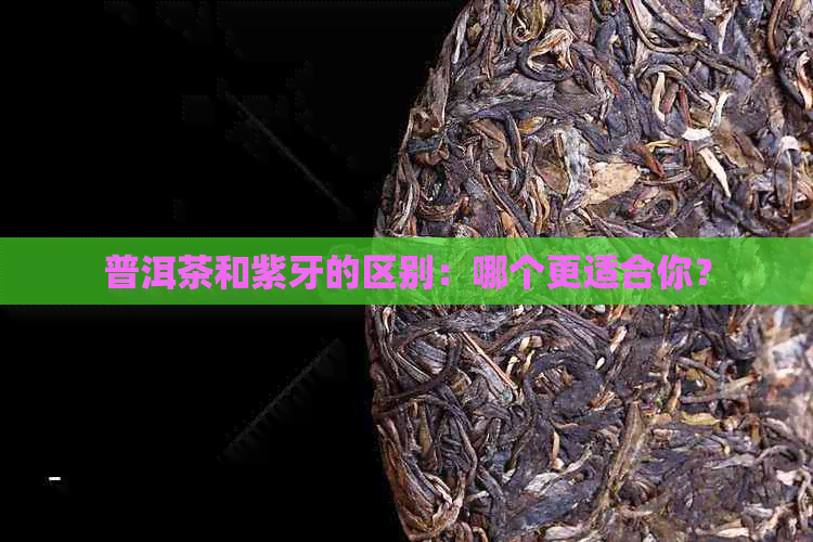 普洱茶和紫牙的区别：哪个更适合你？