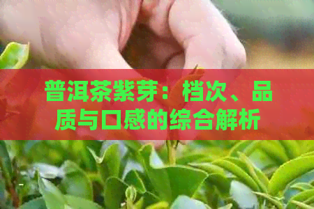 普洱茶紫芽：档次、品质与口感的综合解析