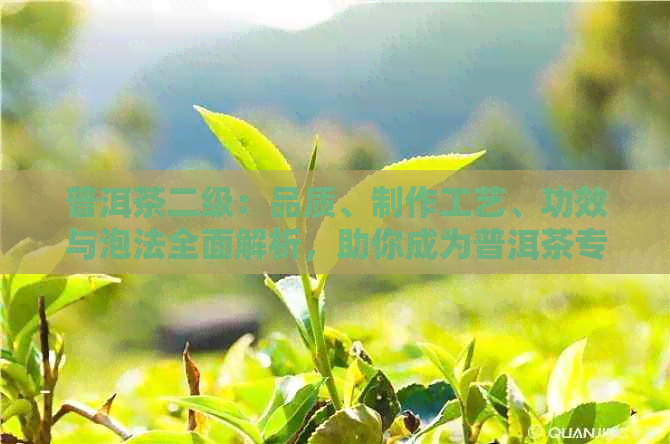 普洱茶二级：品质、制作工艺、功效与泡法全面解析，助你成为普洱茶专家