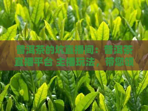 普洱茶的坑直播间：普洱茶直播平台 主播玩法，带您领略普洱茶魅力！