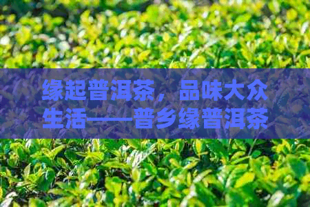 缘起普洱茶，品味大众生活——普乡缘普洱茶