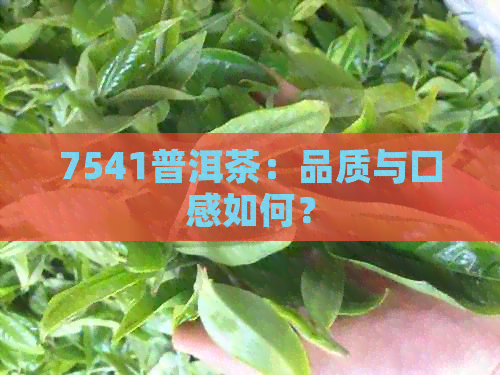 7541普洱茶：品质与口感如何？