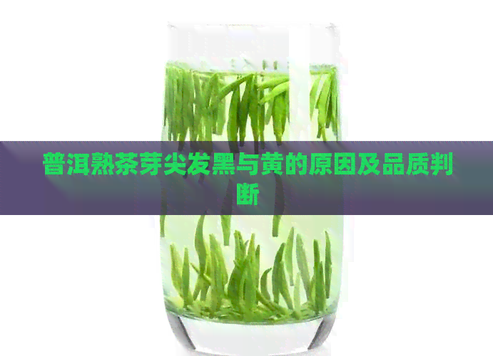 普洱熟茶芽尖发黑与黄的原因及品质判断