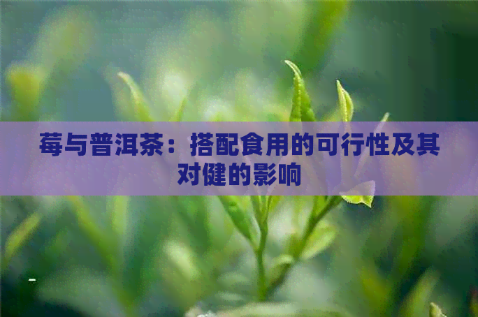 莓与普洱茶：搭配食用的可行性及其对健的影响