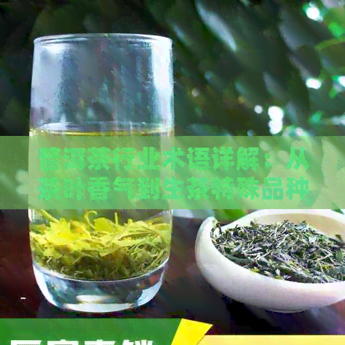 普洱茶行业术语详解：从茶叶香气到生茶特殊品种的全方位解析