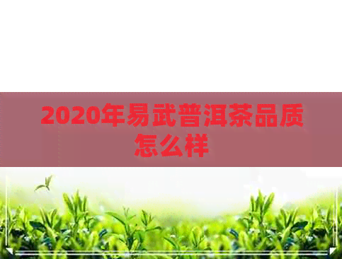 2020年易武普洱茶品质怎么样