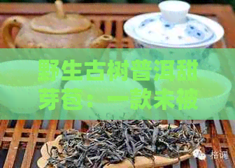 野生古树普洱甜芽苞：一款未被发掘的茶中瑰宝