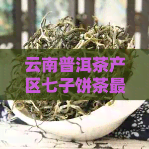 云南普洱茶产区七子饼茶最新批发价格及促销活动