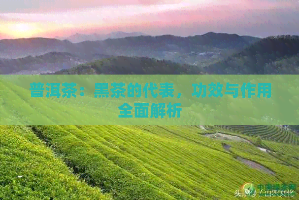 普洱茶：黑茶的代表，功效与作用全面解析