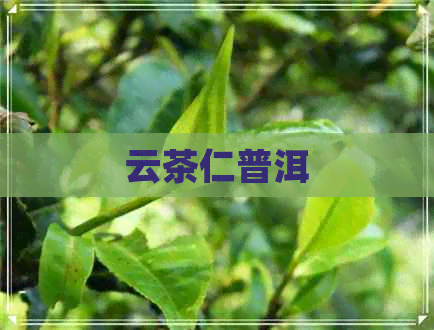 云茶仁普洱