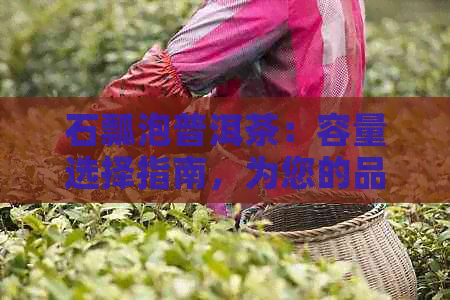 石瓢泡普洱茶：容量选择指南，为您的品茗体验量身定制