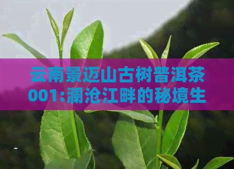 云南景迈山古树普洱茶001:澜沧江畔的秘境生茶之美