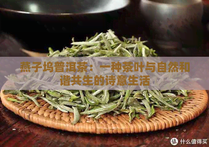 燕子坞普洱茶：一种茶叶与自然和谐共生的诗意生活