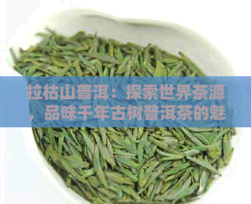 拉枯山普洱：探索世界茶源，品味千年古树普洱茶的魅力与功效