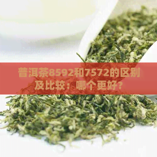 普洱茶8592和7572的区别及比较：哪个更好？