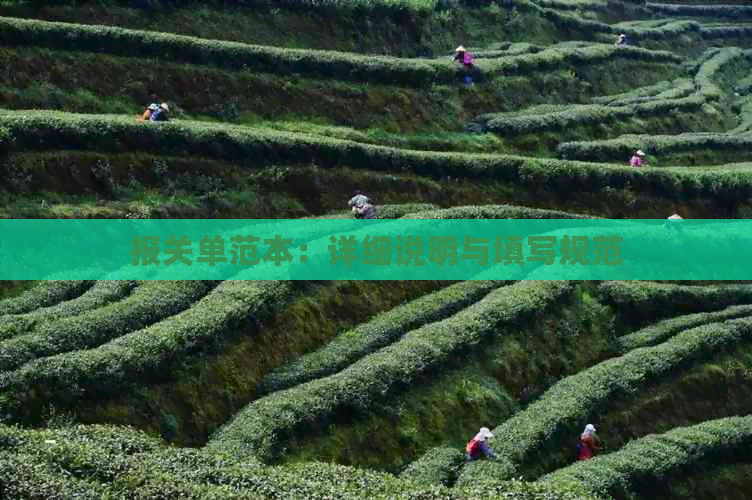 报关单范本：详细说明与填写规范