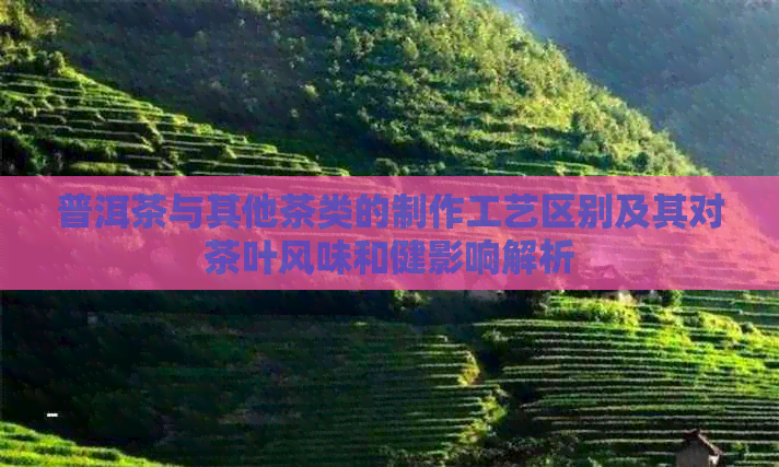 普洱茶与其他茶类的制作工艺区别及其对茶叶风味和健影响解析