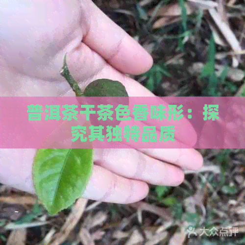 普洱茶干茶色香味形：探究其独特品质