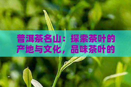 普洱茶名山：探索茶叶的产地与文化，品味茶叶的魅力与口感