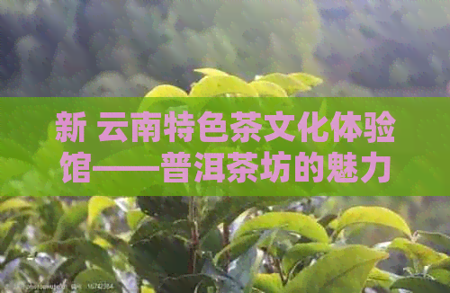 新 云南特色茶文化体验馆——普洱茶坊的魅力之旅