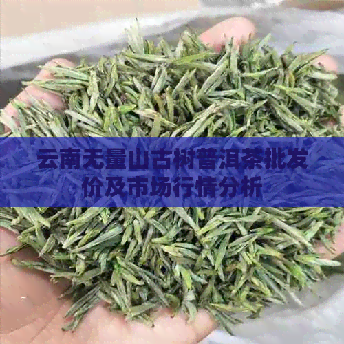 云南无量山古树普洱茶批发价及市场行情分析