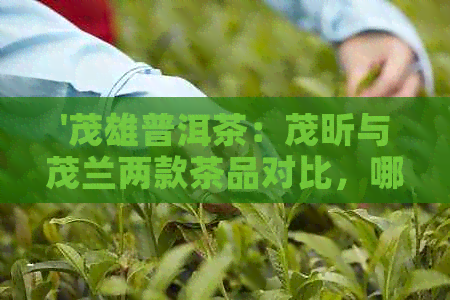 '茂雄普洱茶：茂昕与茂兰两款茶品对比，哪款更合适你？'