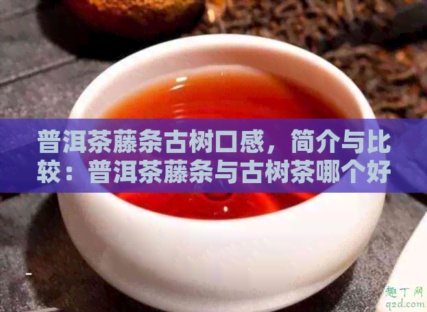 普洱茶藤条古树口感，简介与比较：普洱茶藤条与古树茶哪个好？