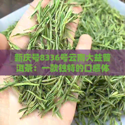 新庆号8336号云南大益普洱茶：一款独特的口感体验