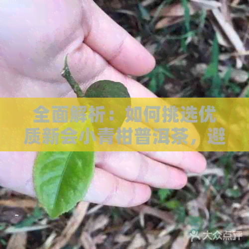 全面解析：如何挑选优质新会小青柑普洱茶，避免购买劣质茶的技巧与注意事项