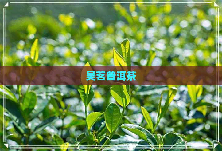 昊茗普洱茶