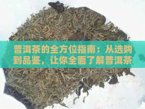 普洱茶的全方位指南：从选购到品鉴，让你全面了解普洱茶！