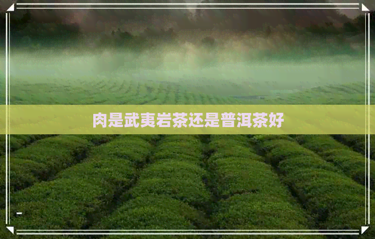 肉是武夷岩茶还是普洱茶好