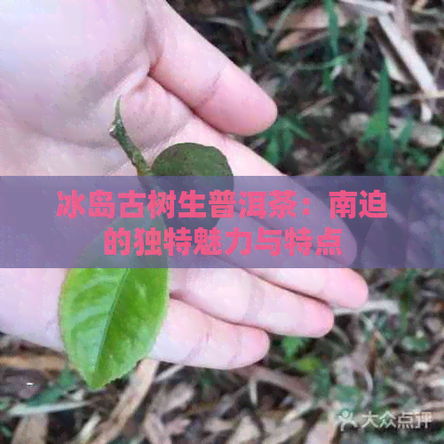 冰岛古树生普洱茶：南迫的独特魅力与特点