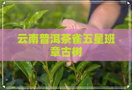 云南普洱茶雀五星班章古树